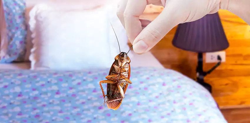 bed-bug-exterminator in Alpharetta, GA