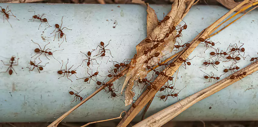 Fire Ant Extermination in Yards, Parks, and Outdoor Spaces Alpharetta, GA