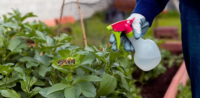 Carpenter Bee Treatment for Bedrooms Alpharetta, GA