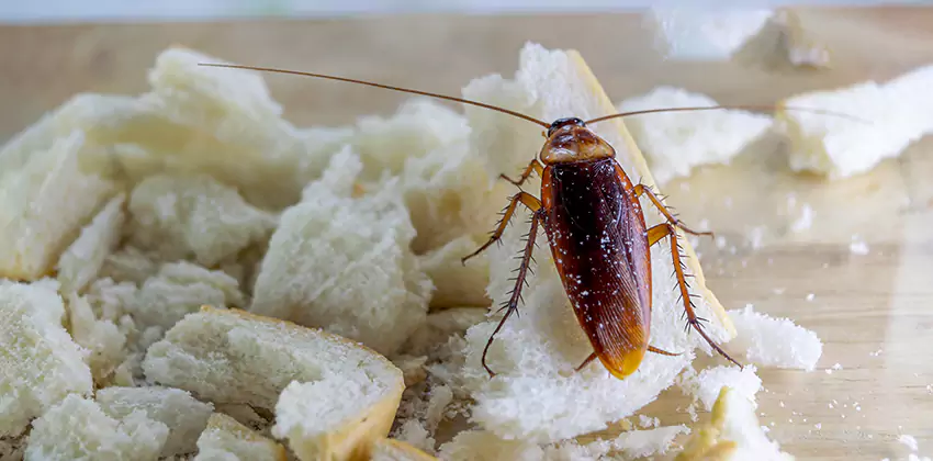 Cockroach Pest Control for Bedrooms in Alpharetta, GA