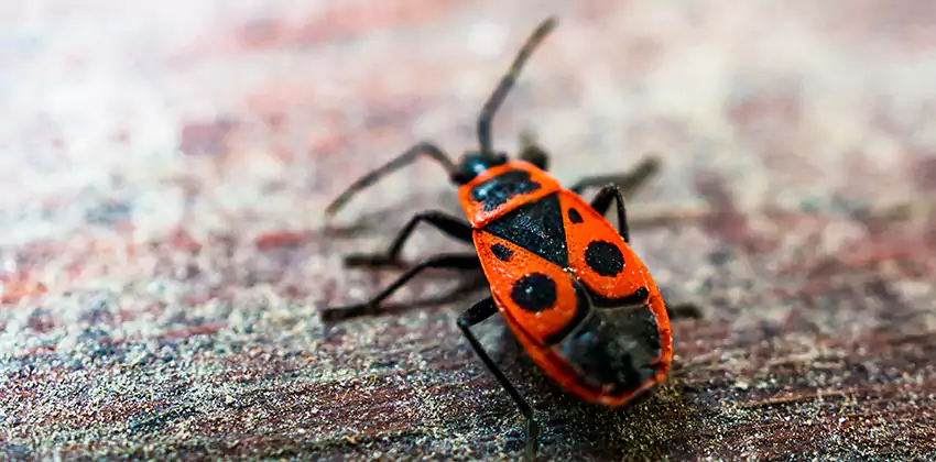 Flea Control for Humans Alpharetta, GA