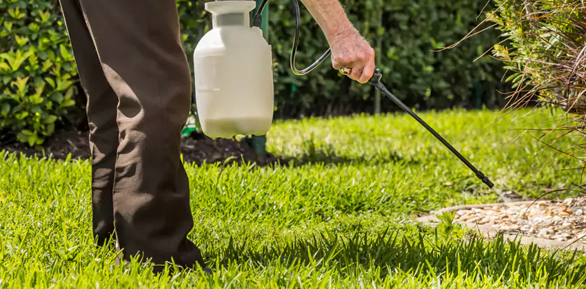Grub Treatment for Bedrooms Alpharetta, GA