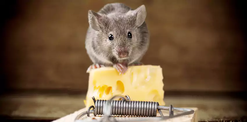 Mice Extermination for Bedrooms in Alpharetta, GA