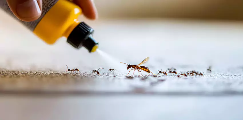 Pest Extermination for Bedrooms in Alpharetta, GA