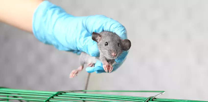 Rat Inspection for Bedrooms Alpharetta, GA