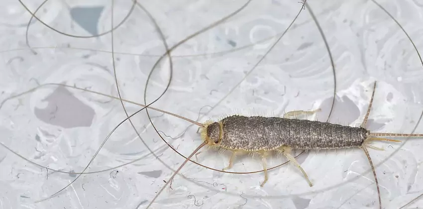 Silverfish Control for Bedrooms Alpharetta, GA