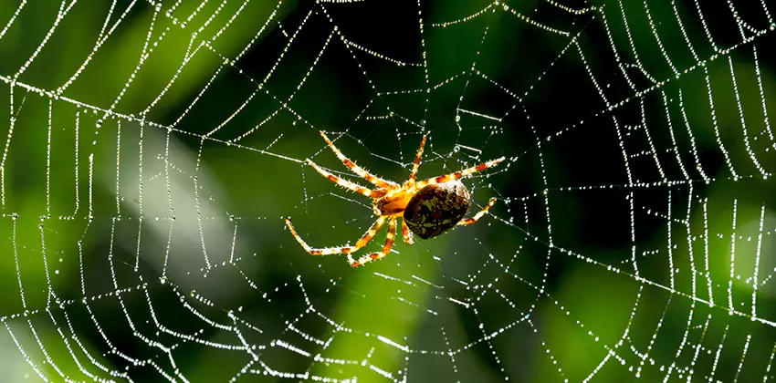 Organic and Chemical Spider Control Options Alpharetta, GA