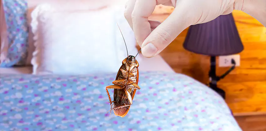 Thrips Treatment for Bedrooms Alpharetta, GA