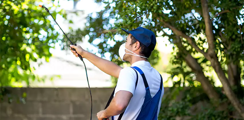 Wasp Control for Bedrooms Alpharetta, GA