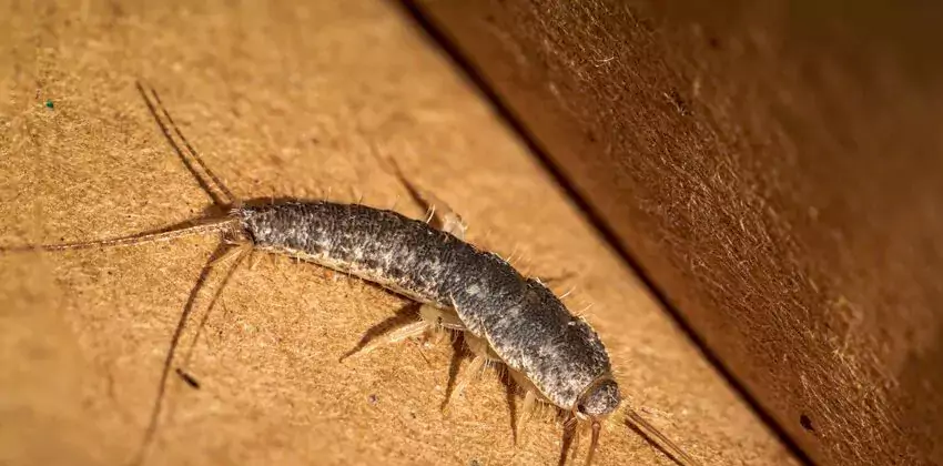 silverfish-control in Alpharetta, GA
