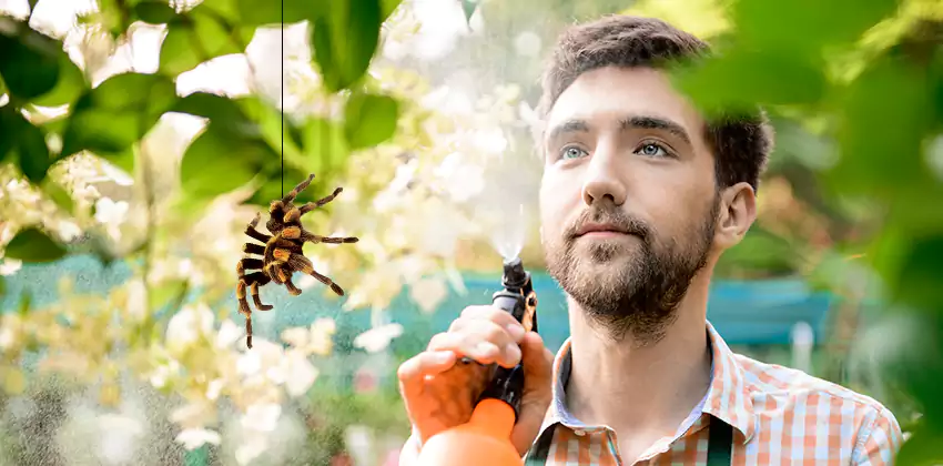 spider-exterminator in Alpharetta, GA