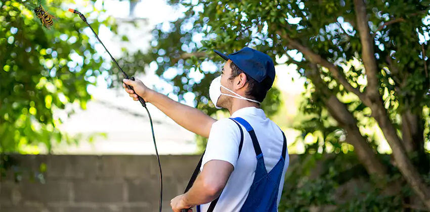 yellow-jacket-exterminator in Alpharetta, GA