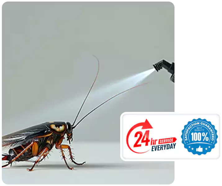 About Cockroach Pest Control Alpharetta