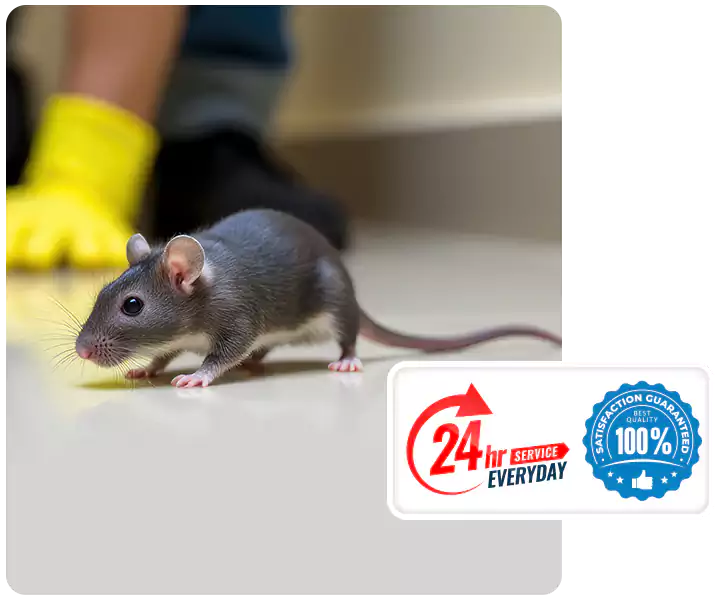 About Rat Exterminator Alpharetta